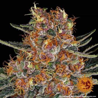 Purple Punch Auto - картинка 3