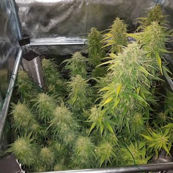 Gorilla Auto (Gorilla Glue Auto) - картинка 6