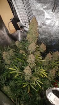 Gorilla Auto (Gorilla Glue Auto) - картинка 5