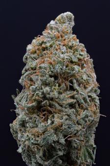 Shiskaberry - картинка 1