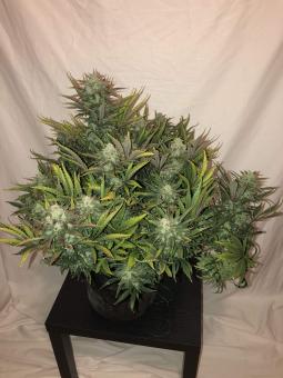 Gorilla Auto (Gorilla Glue Auto) - картинка 4
