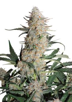 Auto Critical Orange Punch - картинка 5