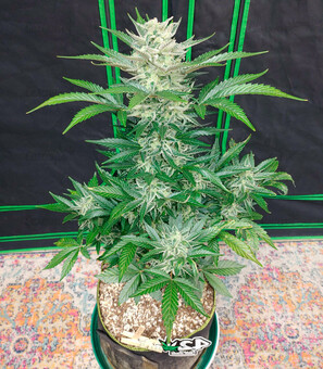 Bruce Banner Auto - картинка 2