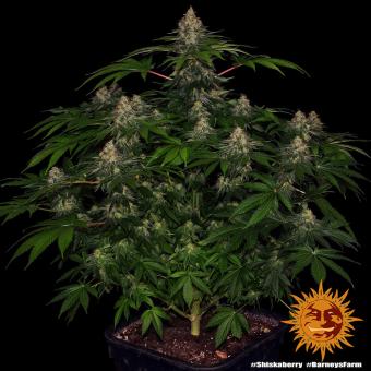 Shiskaberry - картинка 4