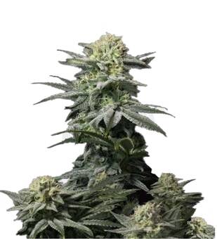 GG4 Sherbet FF - картинка 4