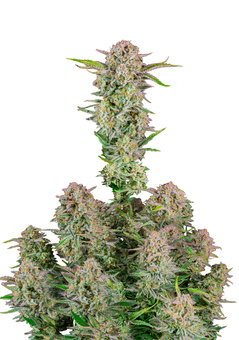 Bruce Banner Auto - картинка 4