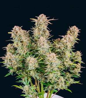 Bruce Banner Auto - картинка 3