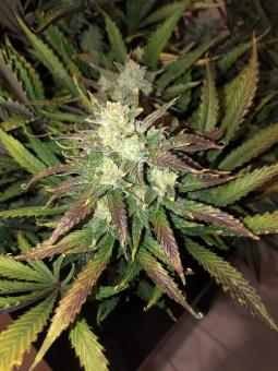 Gorilla Auto (Gorilla Glue Auto) - картинка 7