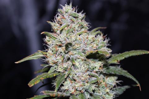 Gorilla Auto (Gorilla Glue Auto) - картинка 1