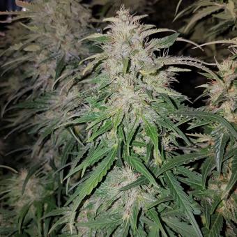 Gorilla Auto (Gorilla Glue Auto) - картинка 2