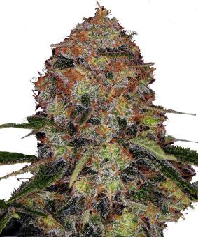 Shiskaberry - картинка 3