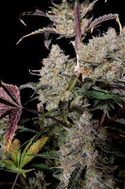 Gorilla Zkittlez Auto - картинка 1