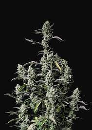 Gorilla Zkittlez Auto - картинка 3