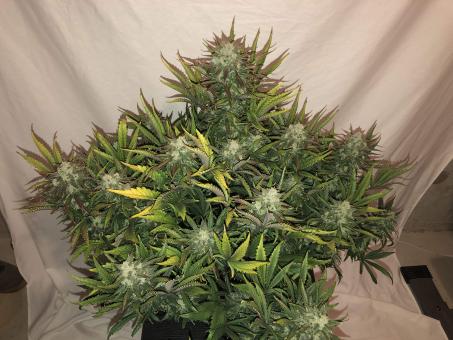 Gorilla Auto (Gorilla Glue Auto) - картинка 3