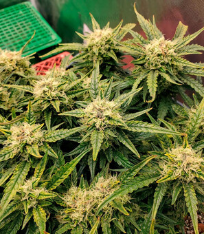 Bruce Banner Auto - картинка 1