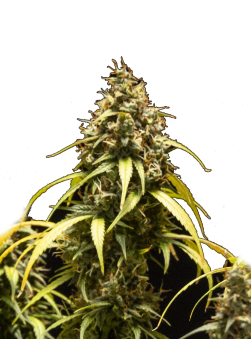 Triple G Auto - картинка 10