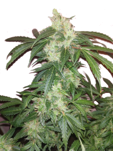 Big Bang Auto (Feminised)