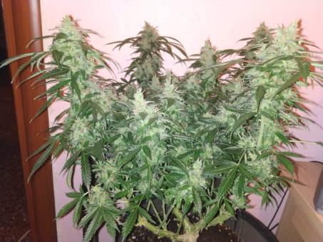 Big Bang Auto (Feminised) - картинка 4