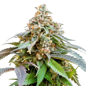 Bubba Kush (Feminised)