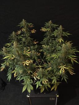 Auto AK XXL genetics - картинка 1