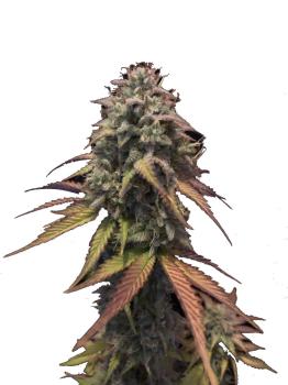 King's Juice Auto (Feminised)