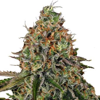 Tangerine Dream Auto - картинка 3