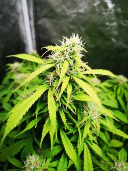 Auto Mazar genetics - картинка 5