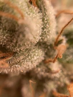 Auto Trichome and Cream - картинка 8