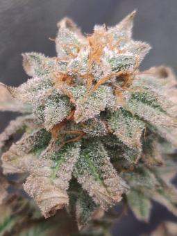 Auto Cherry Breath genetics - картинка 3