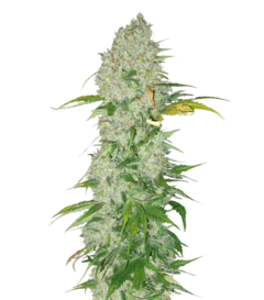 White Widow