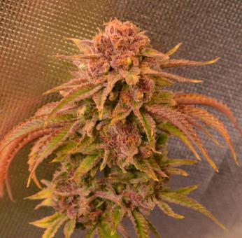 Auto Candy XXL Genetics - картинка 3