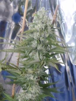 Chemo Kush genetics - картинка 2