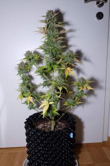 G14 Auto - картинка 3