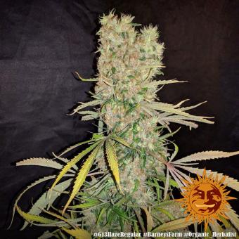 G13 Haze - картинка 7