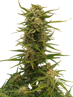Northern Light Auto - картинка 8