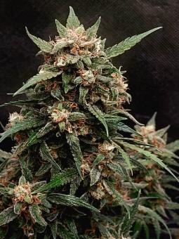 Glue Breath genetics - картинка 3