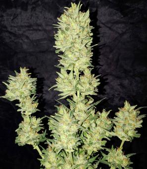 Original Auto OG Kush - картинка 1