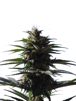 Joanne's CBD - картинка 8