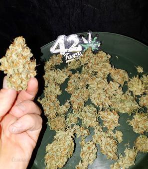 Original Auto OG Kush - картинка 2