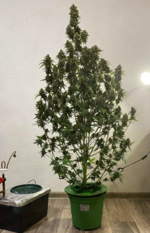 Exodus Cheese Auto (Feminised) - картинка 4