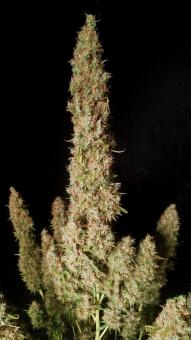 Wedding Glue Auto - картинка 9