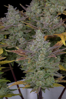 Gorilla Cookies Auto - картинка 9